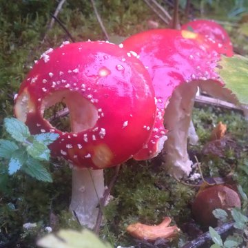 Quis nibh convallis fringilla