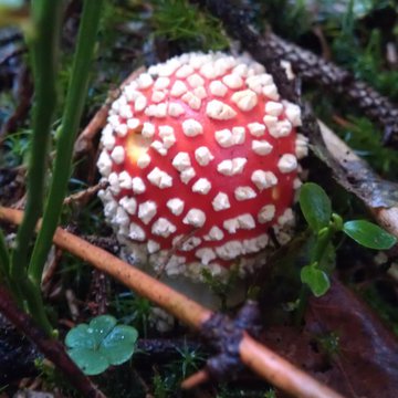 Quis nibh convallis fringilla