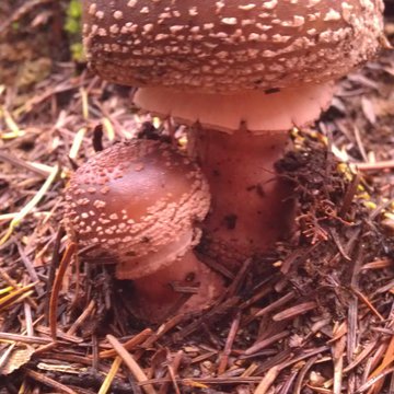 Quis nibh convallis fringilla