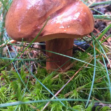 Quis nibh convallis fringilla