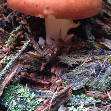 Quis nibh convallis fringilla